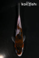 4" GOROMO