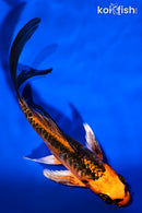 5.25" ARAGOKE BENI KIKOKURYU BUTTERFLY