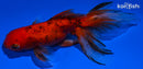 5" CALICO FANTAIL ORANDA GOLDFISH