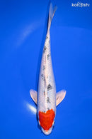 9.75" SANKE