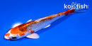 4.5" KUJAKU