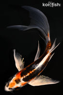 6.25" BENI KIKOKURYU BUTTERFLY