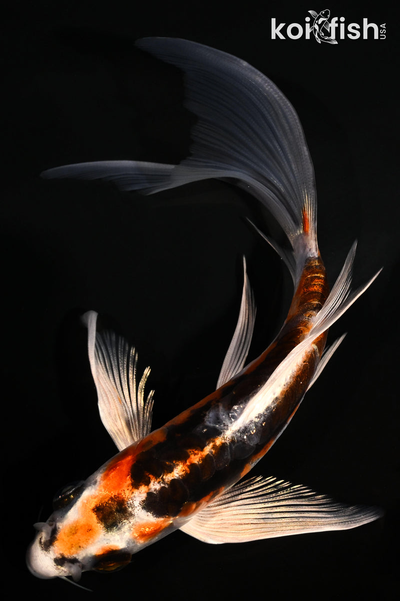 6.25" BENI KIKOKURYU BUTTERFLY