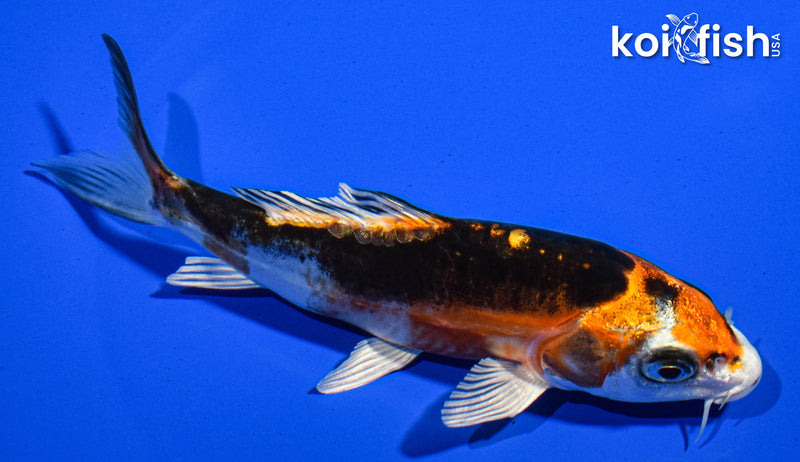 5.5" BENI KIKOKURYU