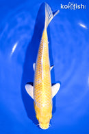 9.25" LEMON HARIWAKE