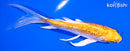 5" GINRIN LEMON HARIWAKE BUTTERFLY