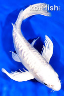 9" DOITSU PLATINUM OGON BUTTERFLY