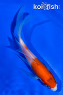 5" KOHAKU BUTTERFLY