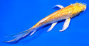 5.5" GINRIN YAMABUKI OGON BUTTERFLY