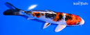 6" GINRIN YAMATO NISHIKI
