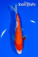 7" KOHAKU