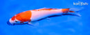 6" KOHAKU
