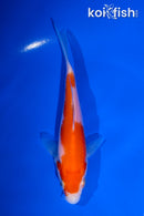 4.5" KOHAKU