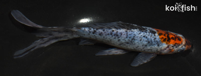 6.5" SHUBUNKIN GOLDFISH
