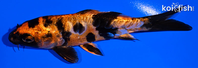 4.75" ARAGOKE HI UTSURI