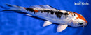 5.25" HEISEI NISHIKI