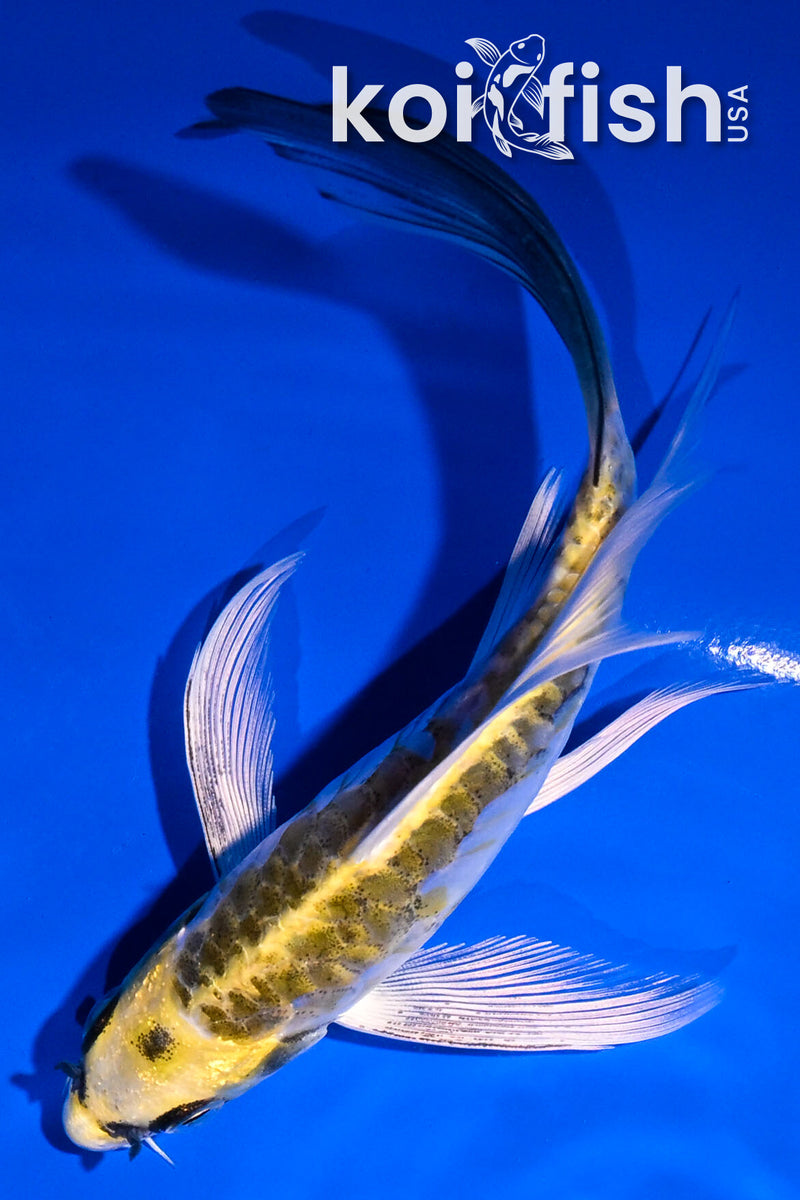 5" KIN KIKOKURYU BUTTERFLY