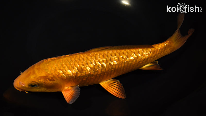 9.25" GINRIN CHAGOI