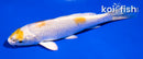 4" HARIWAKE