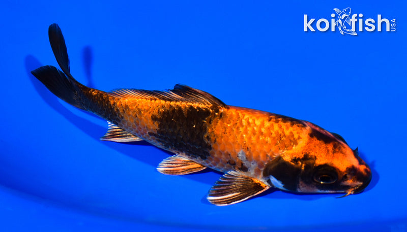 5" KIN HI UTSURI