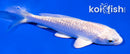 4" GINRIN PLATINUM OGON