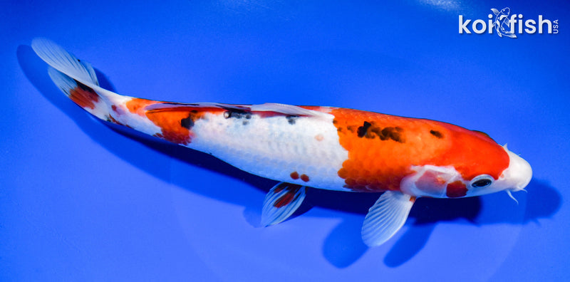 9.25" SANKE