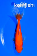5.75" WAKIN GOLDFISH