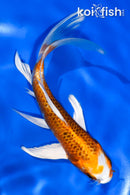 5.5" KUJAKU BUTTERFLY