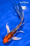 7.25" BENI KIKOKURYU BUTTERFLY
