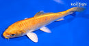 5.5" YAMABUKI OGON