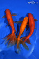 PACK OF (3) 5-6" WAKIN GOLDFISH