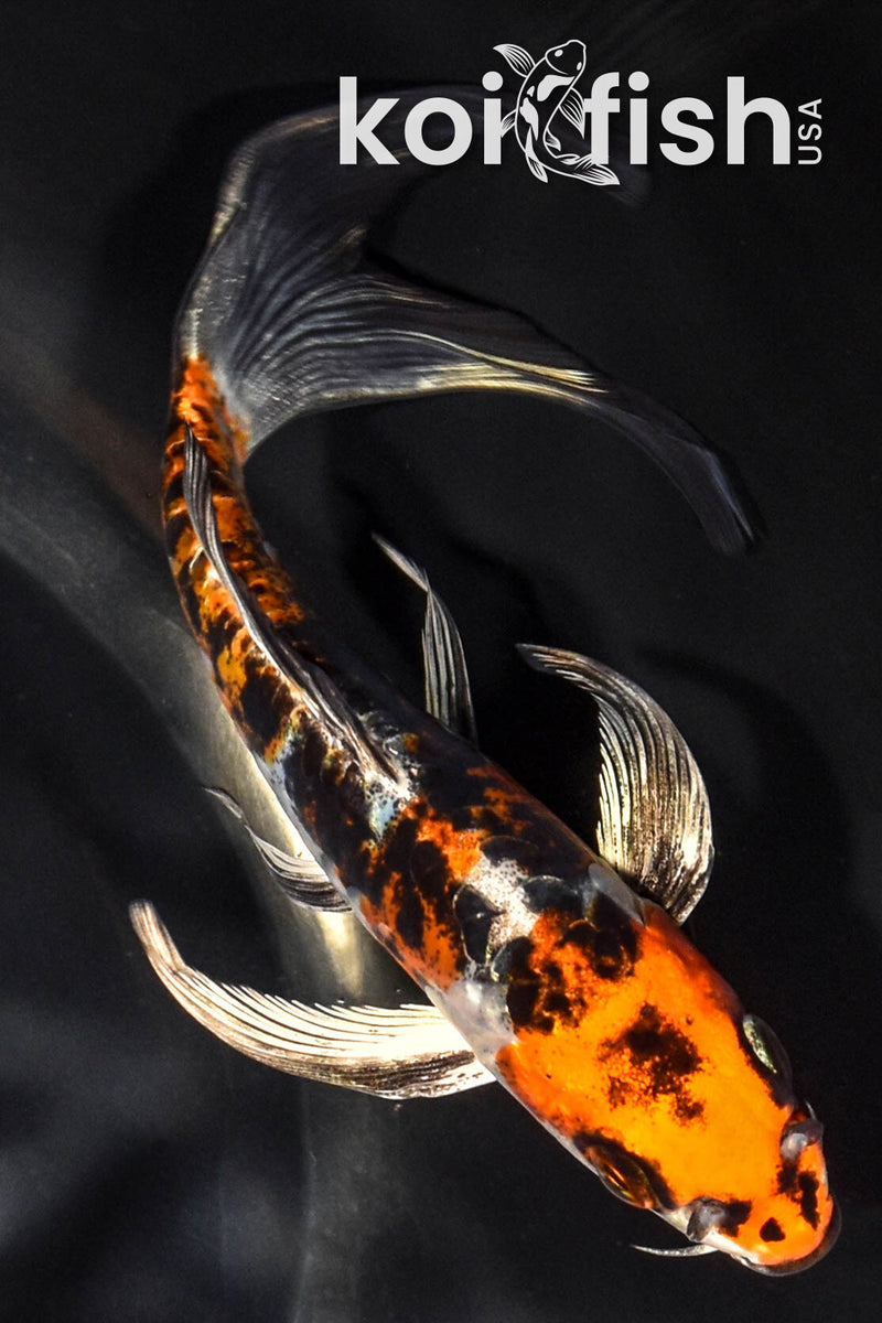 6.25" BENI KIKOKURYU BUTTERFLY