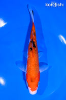 6.5" GINRIN AKA SANKE