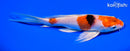 7" YAMATO NISHIKI BUTTERFLY
