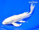 8.25" PLATINUM OGON BUTTERFLY