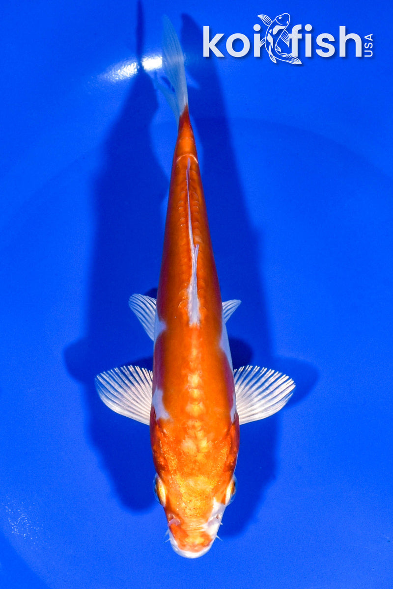 5.75" KIKUSUI