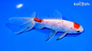 6" MARUTEN WATONAI GOLDFISH