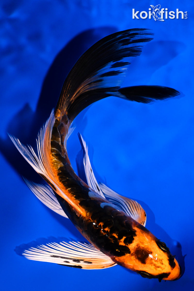 5.75" ARAGOKE BENI KIKOKURYU BUTTERFLY