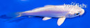3.5" PLATINUM OGON