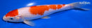 9" MARUTEN KOHAKU