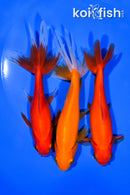 PACK OF (3) 5-5.5" WAKIN GOLDFISH