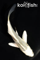 4" GIN MATSUBA BUTTERFLY