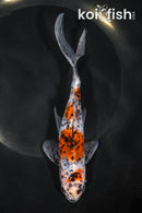 7.25" SHUBUNKIN GOLDFISH