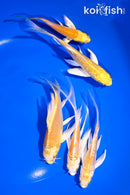 PACK OF (5) 4-5.5" YELLOW BUTTERFLY KOI