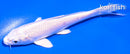 5" PLATINUM OGON