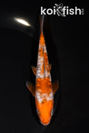 5.25" DOITSU OCHIBA SHIGURE