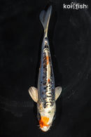 5.5" KUCHIBENI HEISEI NISHIKI