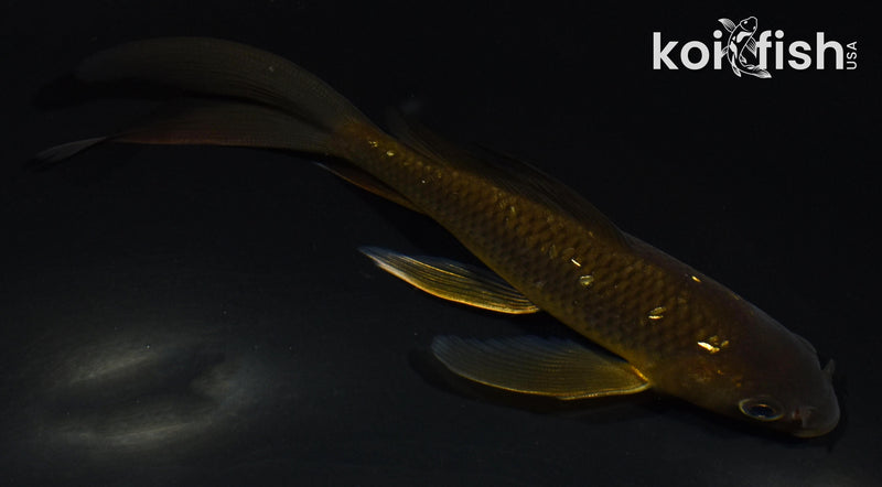5" CHAGOI BUTTERFLY