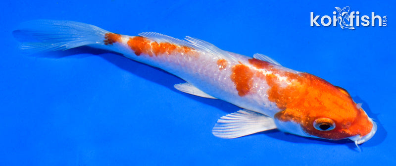 5" HARIWAKE