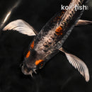 9" BENI KIKOKURYU BUTTERFLY